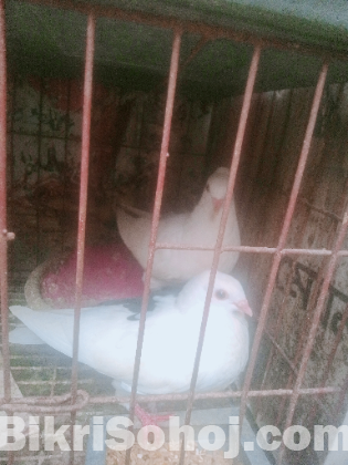 চুঁইঠাল কালদম